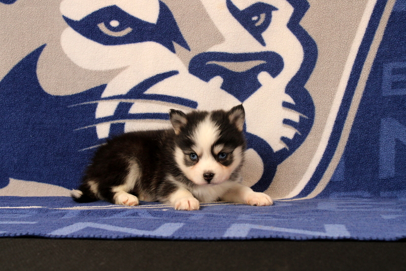 puppy, for, sale, Pomsky, Matthew B. Stoltzfus, dog, breeder, Gap, PA, dog-breeder, puppy-for-sale, forsale, nearby, find, puppyfind, locator, puppylocator, aca